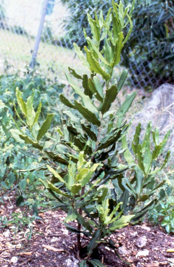 Young Macadamia plant