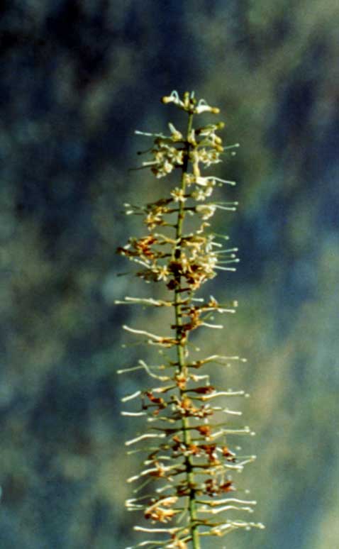 Macadamia Flowers