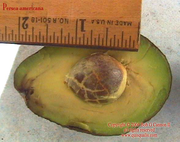 Small avocado (9)