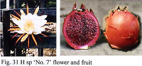 Dragonfruit Book Figure 31