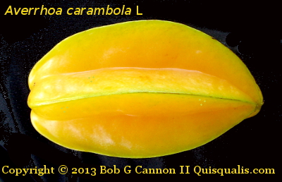 Carambola Fruit