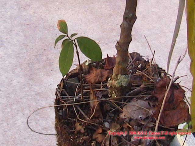 Repot Longan Fig 3