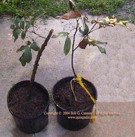 Longan Repot Figure 5