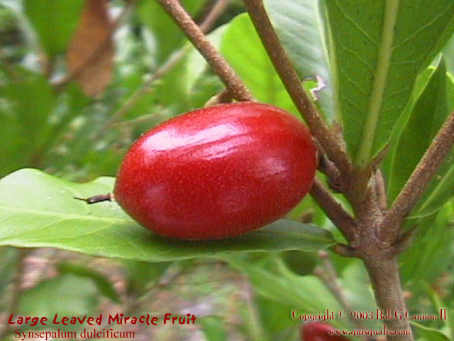 Miracle Fruit - Fruit 1