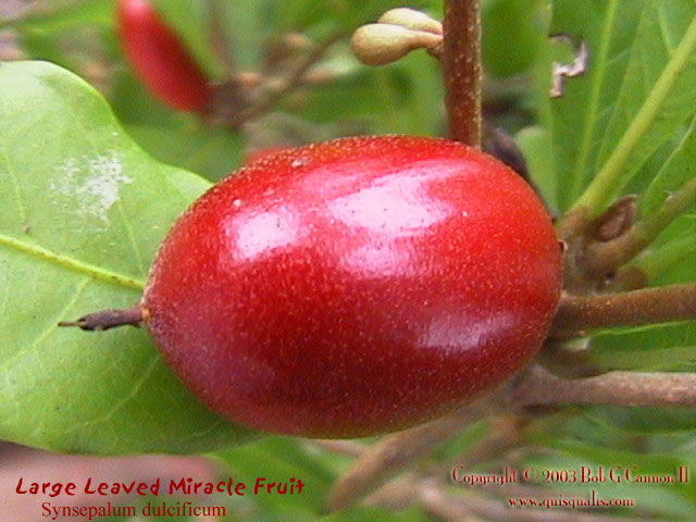 Miracle Fruit - Fruit 2