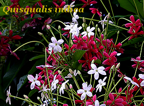 Quisqualis flowers 02