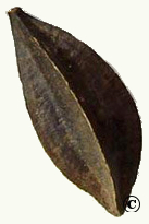 Quisqualis seed 03