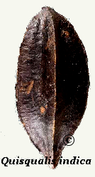 Quisqualis seed 01