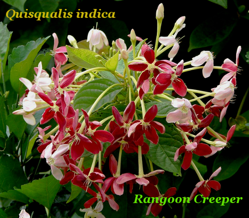 Rangoon Creeper Plant (quisqualis indica)