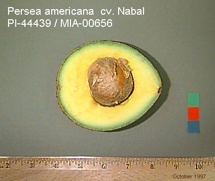 Nabal Half