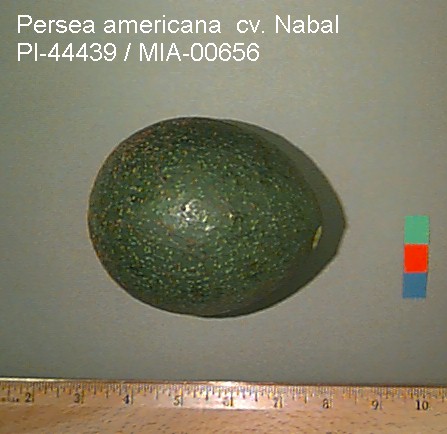 Nabal Avocado