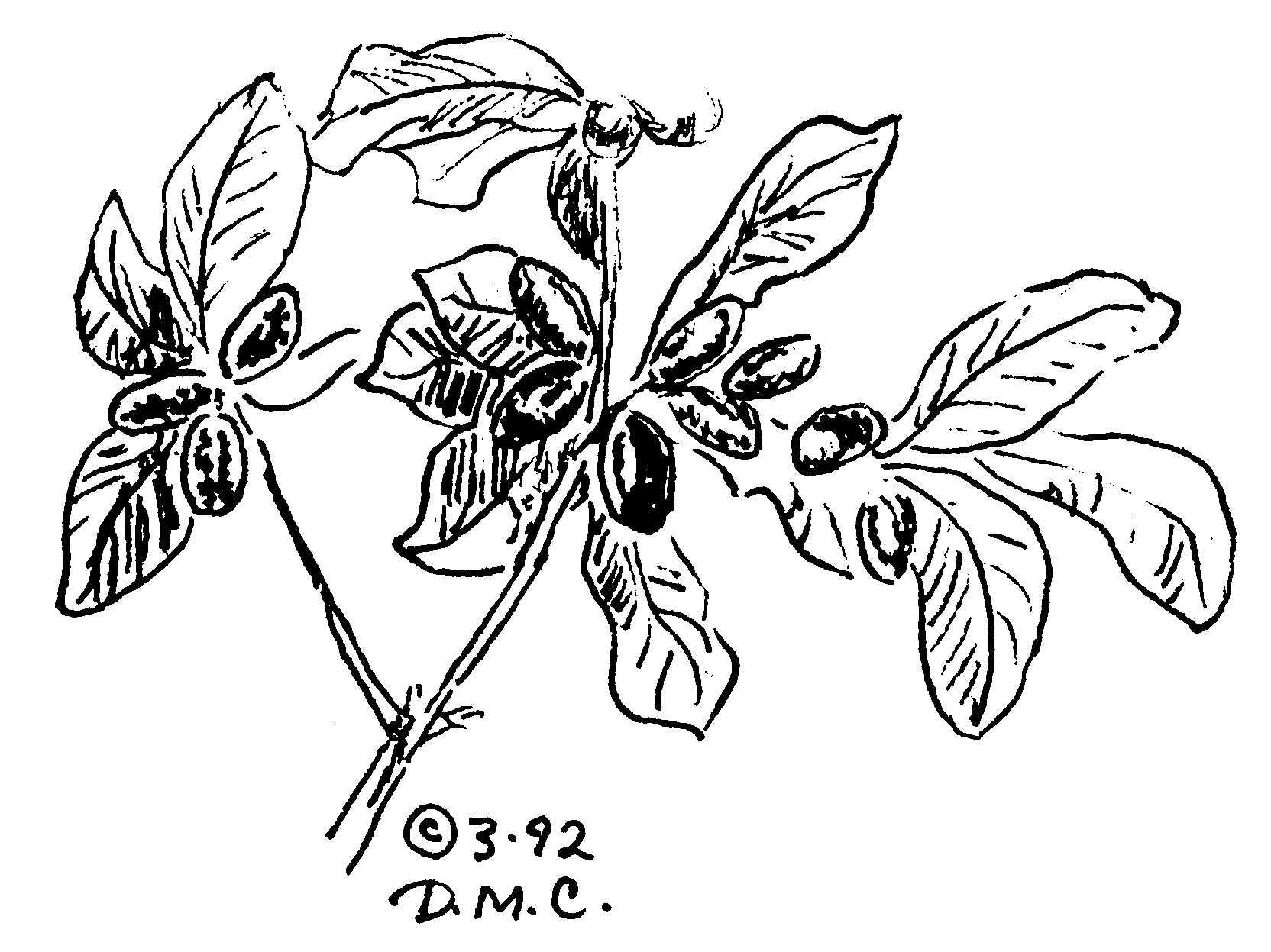 Miracle Fruit Sketch - DMC