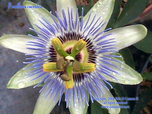 Passiflora caerulea